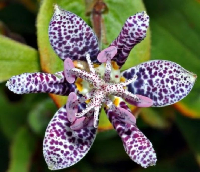Blue Wonder Toad Lily Jonyparkseed®