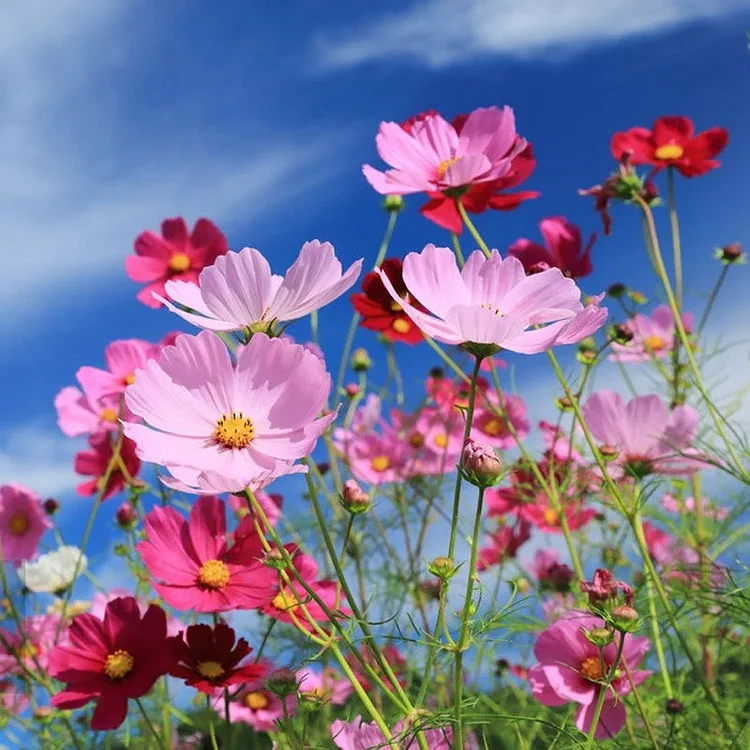 2 Ounce Cosmos Flower Seeds 10+ Varieties
