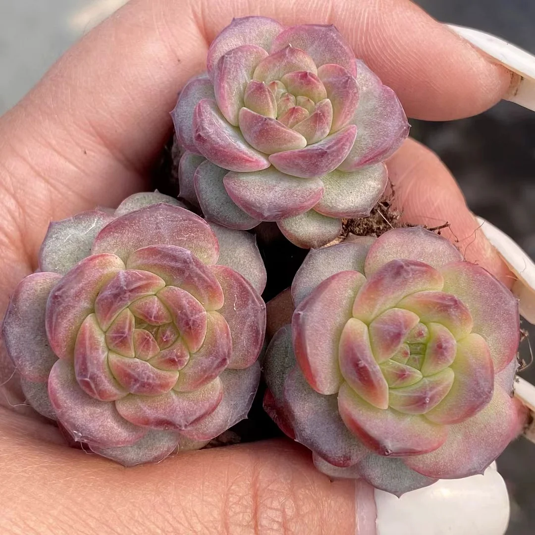 plant Aeonium Echeveria Haworthia  Caudex  Lithops Cactus  Agave 