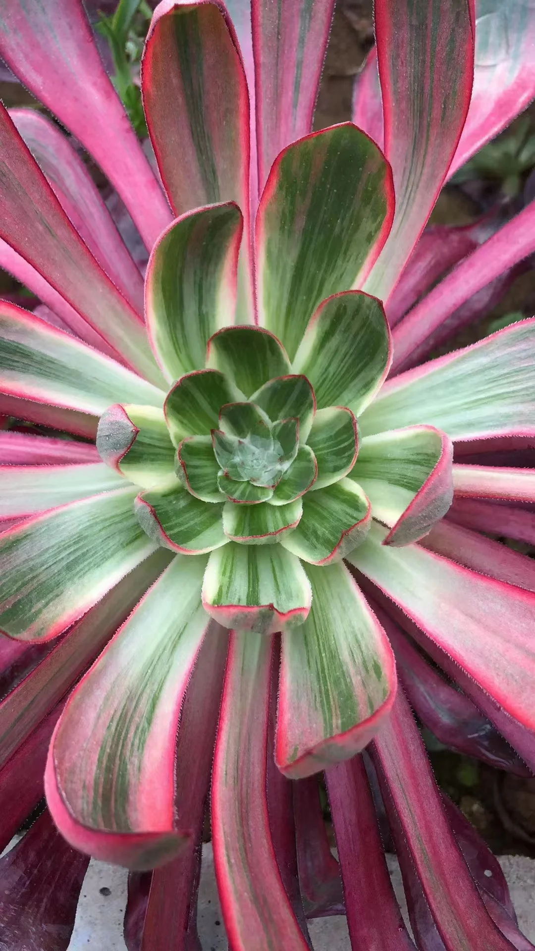 plant Aeonium Echeveria Haworthia  Caudex  Lithops Cactus  Agave 