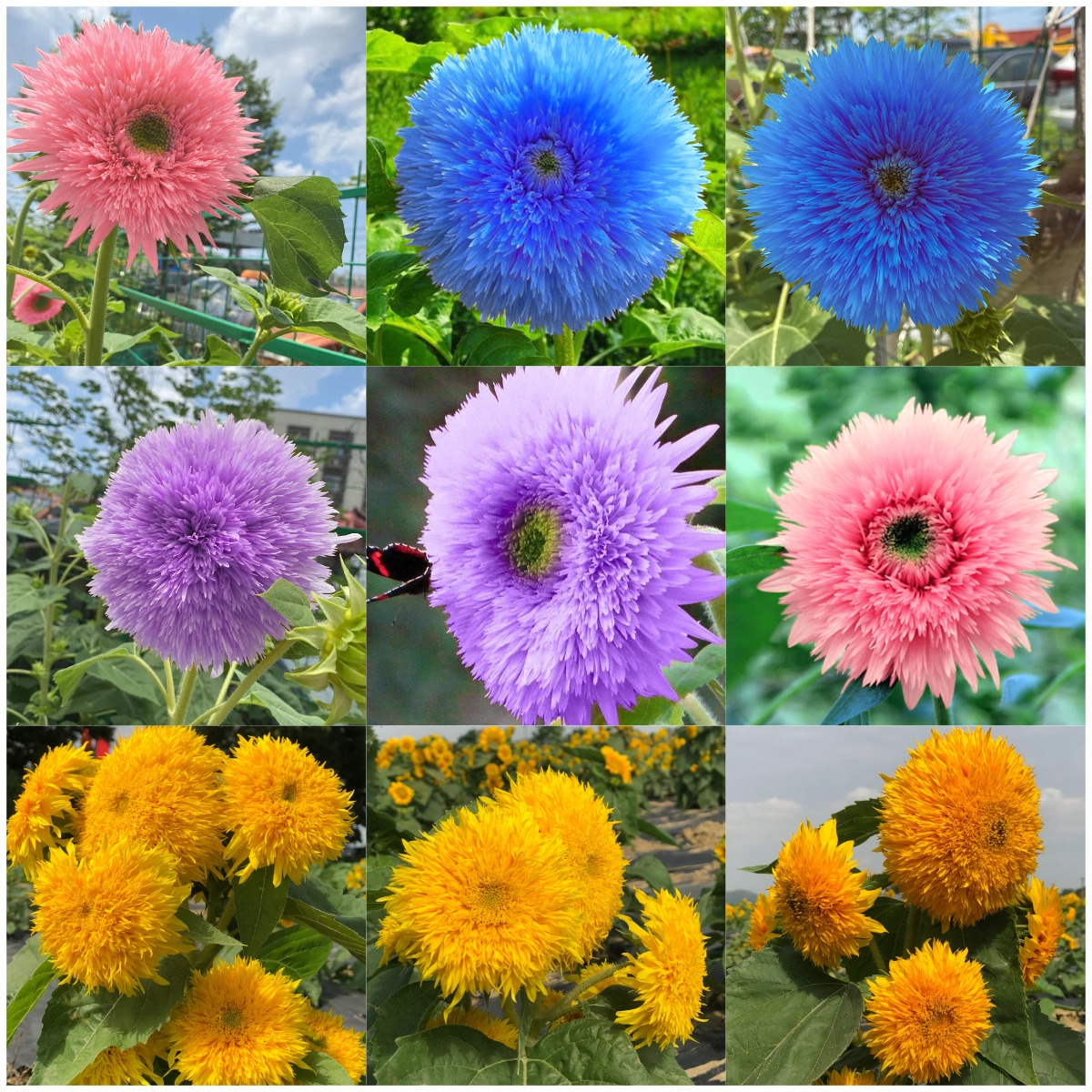 🌻Teddy Bear Sunflower Seeds&mdash;&mdash;Rare Color Varieties