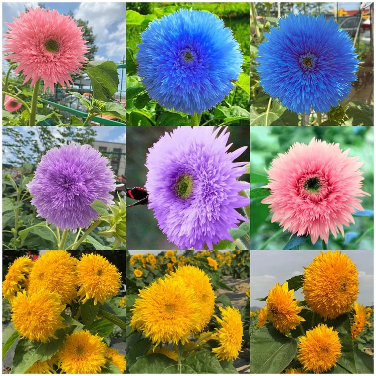 🌻Teddy Bear Sunflower Seeds&mdash;&mdash;Rare Color Varieties