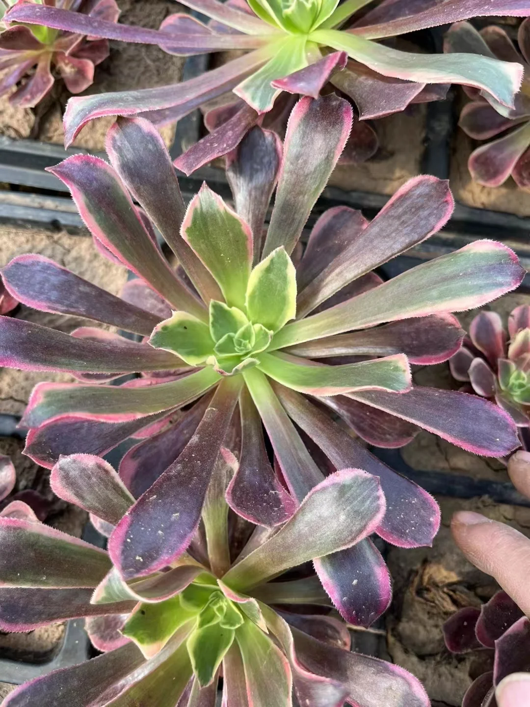 plant Aeonium Echeveria Haworthia  Caudex  Lithops Cactus  Agave 