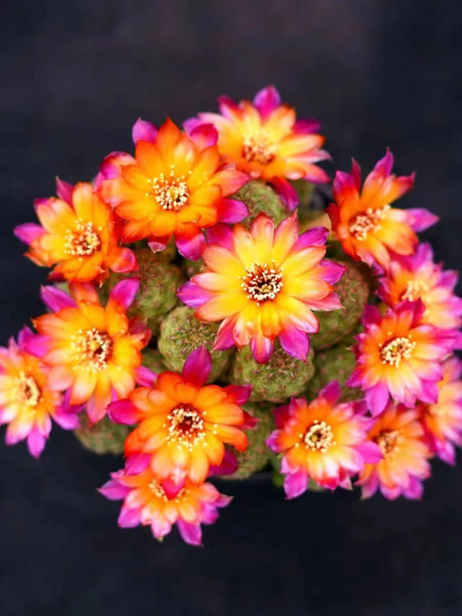 585. Callecallensis. /Cactus plants /Succulent plants /  Garden landscape / Carefully select healthy plants