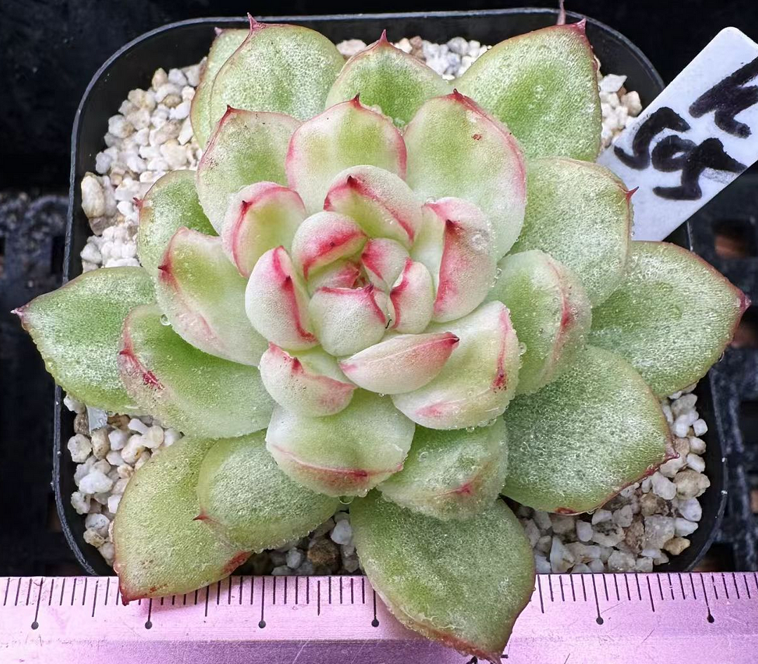 plant Aeonium Echeveria Haworthia  Caudex  Lithops Cactus  Agave 