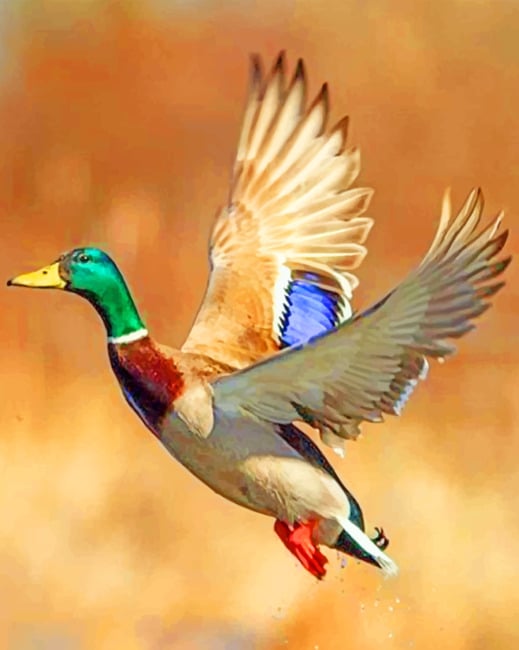 

Federal Duck – Paint By Numbers - 40*50CM, 501 Original