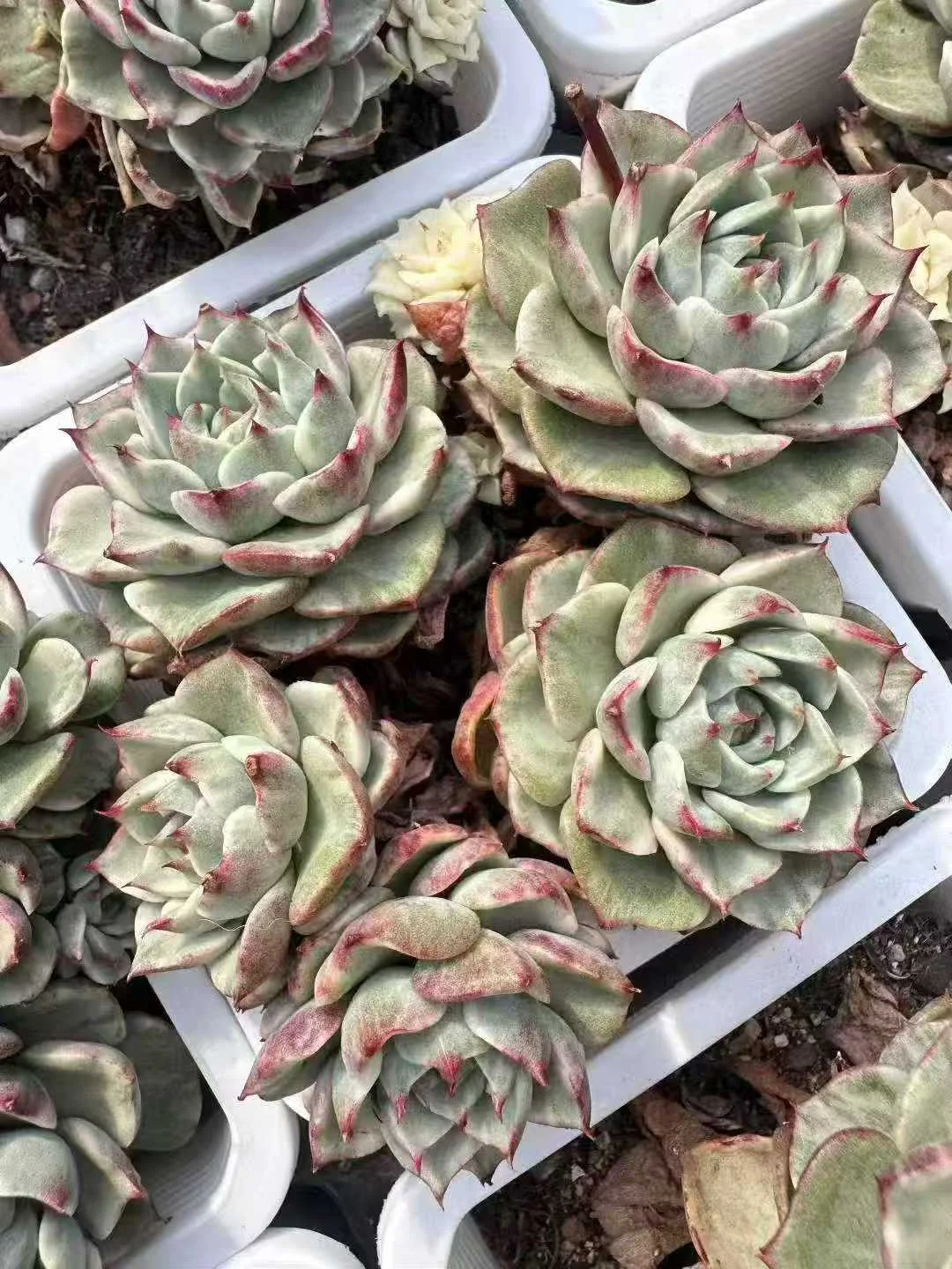 plant Aeonium Echeveria Haworthia  Caudex  Lithops Cactus  Agave 