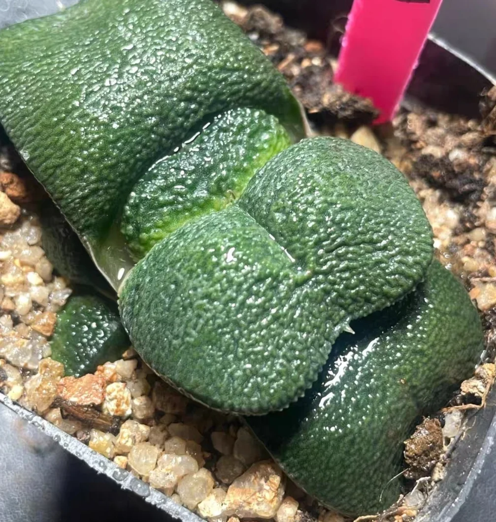 plant Aeonium Echeveria Haworthia  Caudex  Lithops Cactus  Agave 