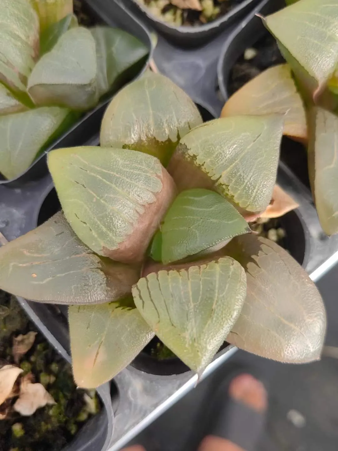 plant Aeonium Echeveria Haworthia  Caudex  Lithops Cactus  Agave 