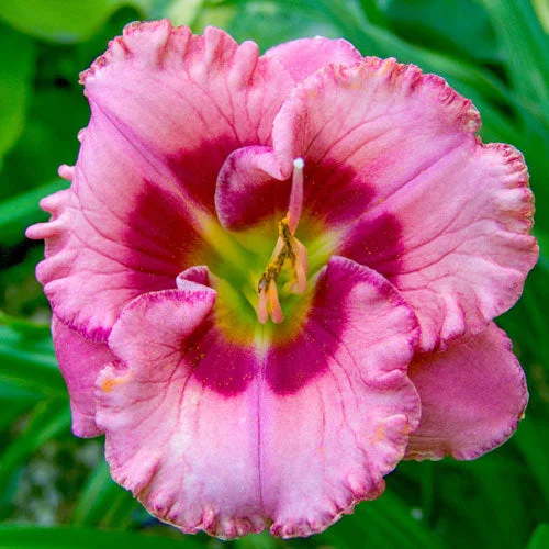 Cherry Valentine Reblooming Daylily