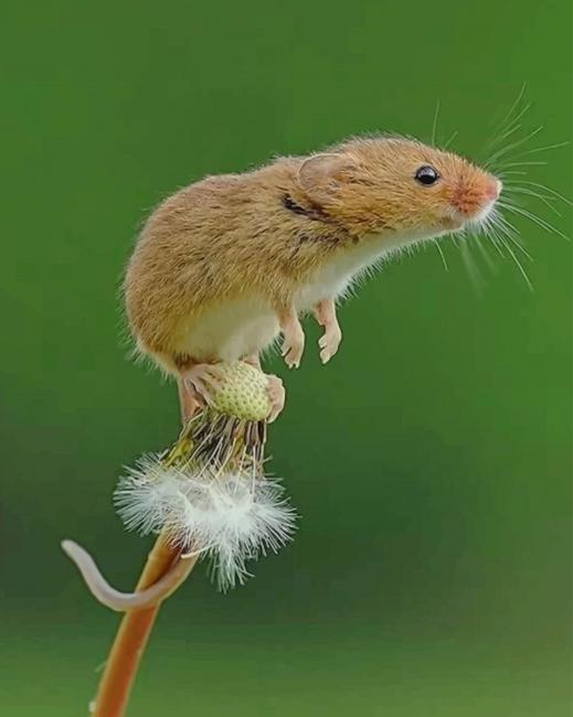 

Harvest Mouse – Paint By Numbers - 40*50CM, 501 Original