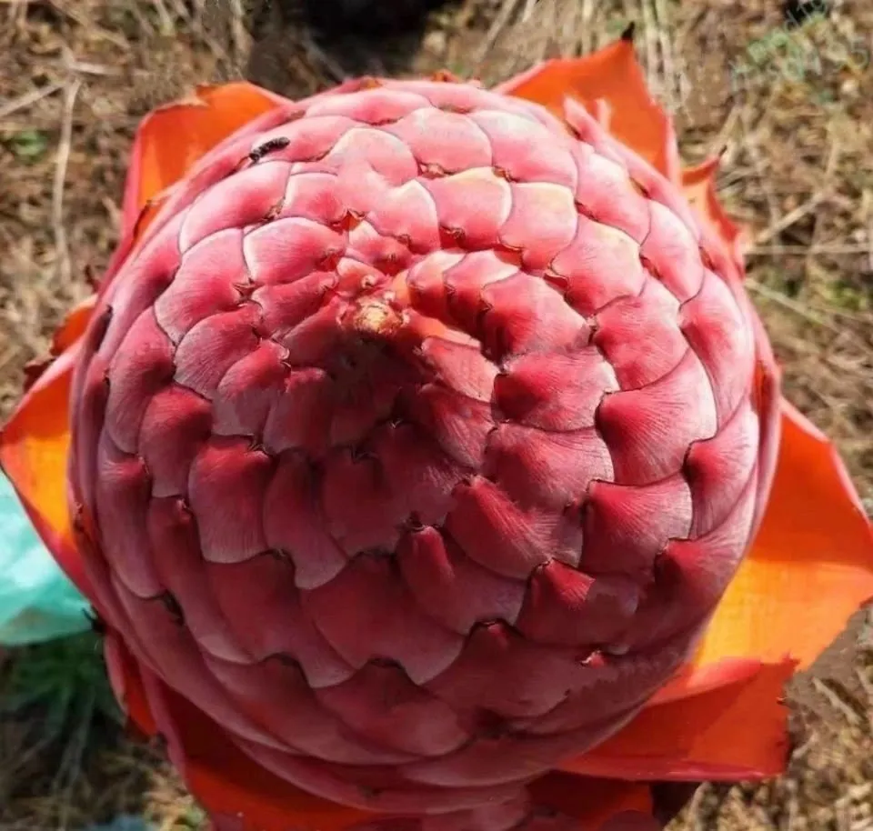 Golden Red Lotus Seeds: Embrace Tranquility with Every Bloom 🌸
