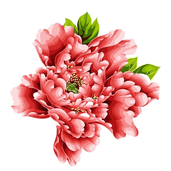 

Moutan Peony Flower – Paint By Numbers - 40*50CM, 501 Original