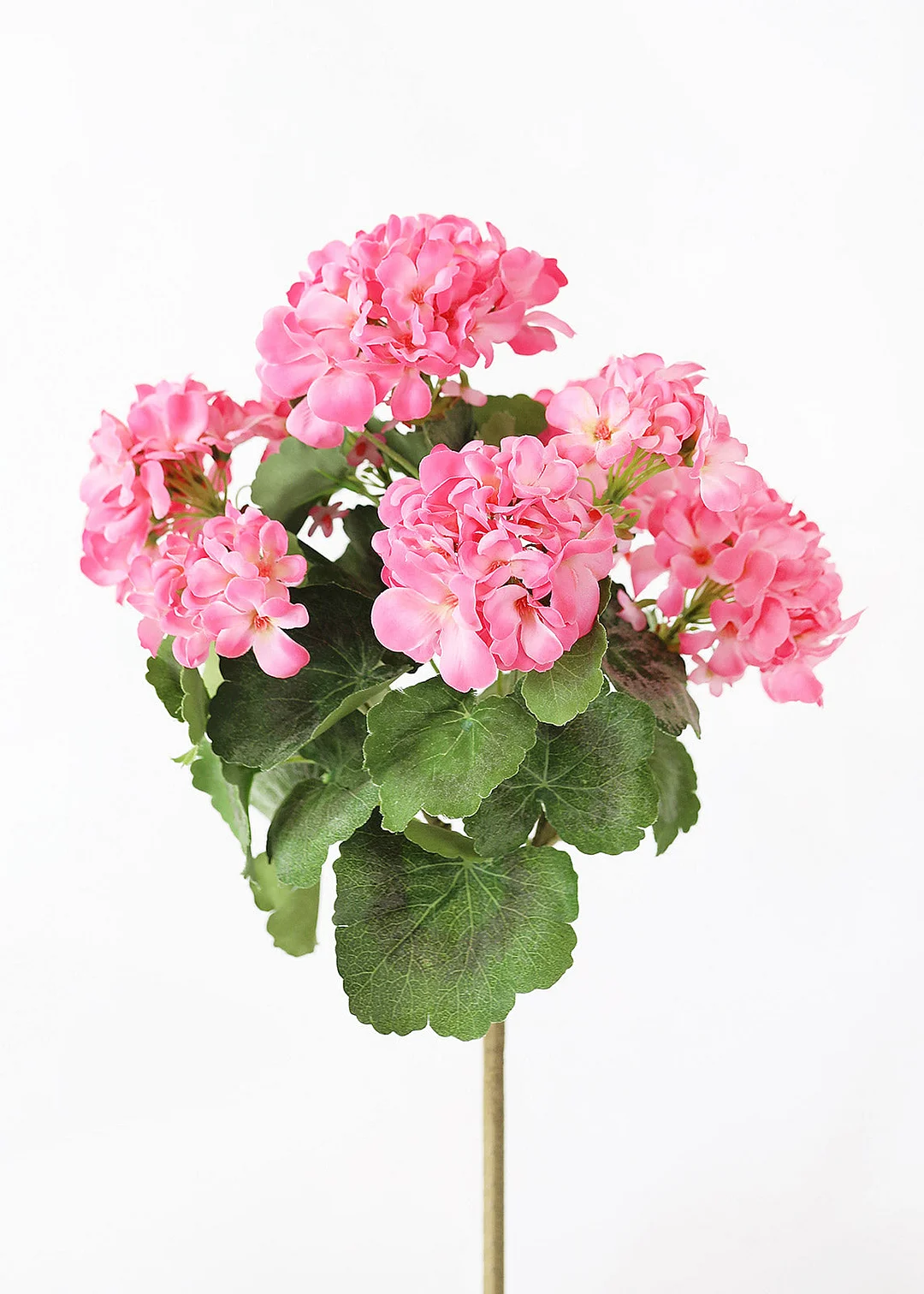 Pink UV Protected Indoor/Outdoor Geranium Bush - 18"