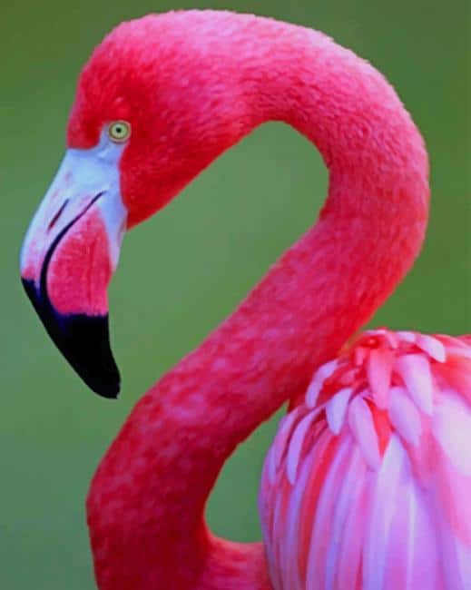 

Pink Flamingo – Paint By Numbers - 40*50CM, 501 Original