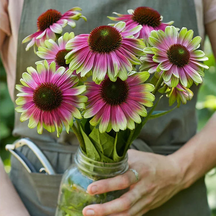 Echinacea, Sweet Sandia