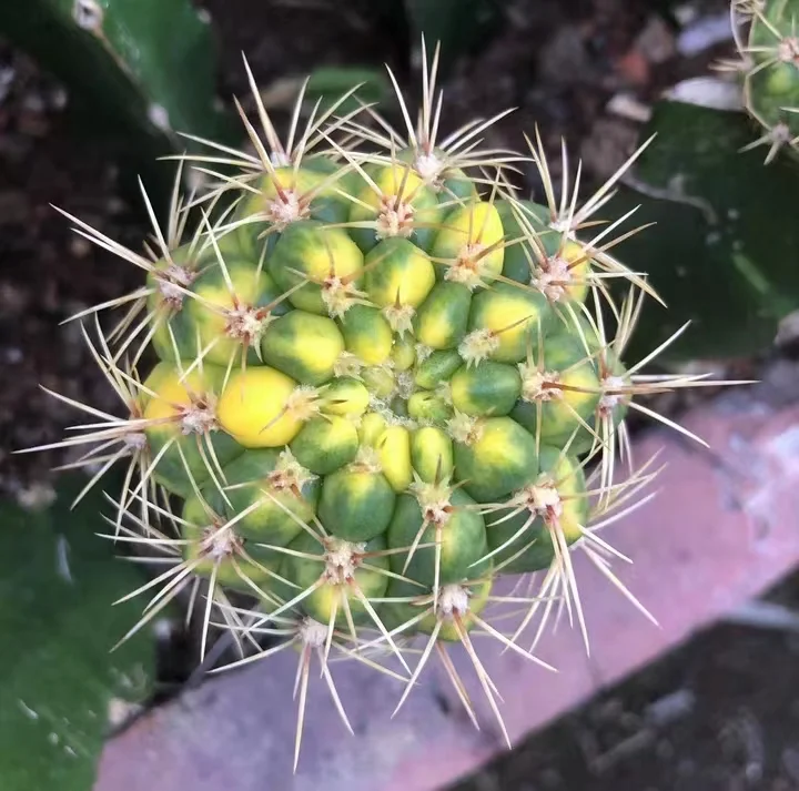 plant Aeonium Echeveria Haworthia  Caudex  Lithops Cactus  Agave 