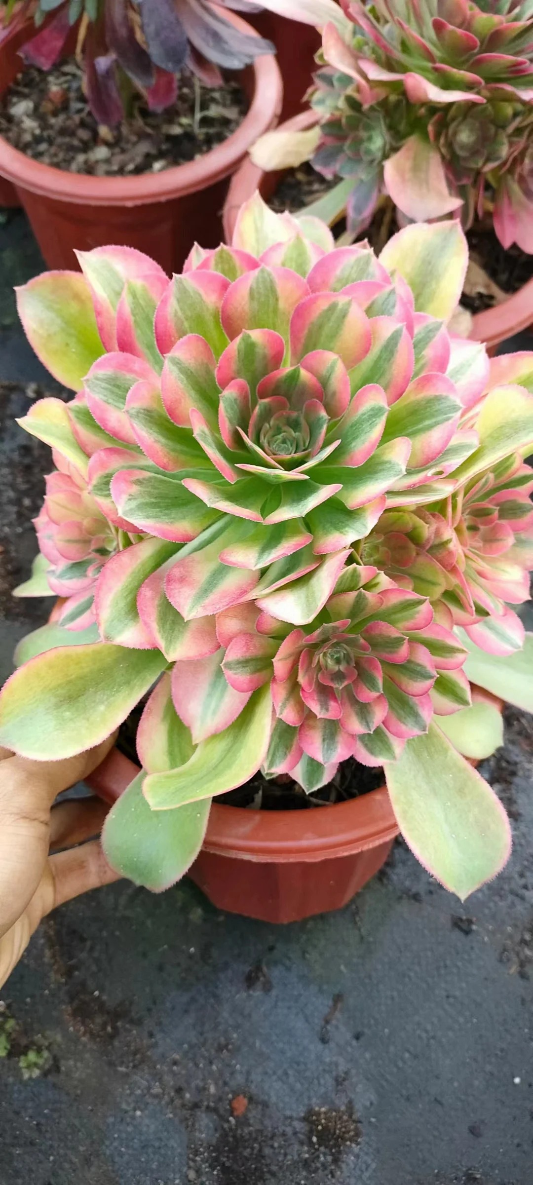 plant Aeonium Echeveria Haworthia  Caudex  Lithops Cactus  Agave 