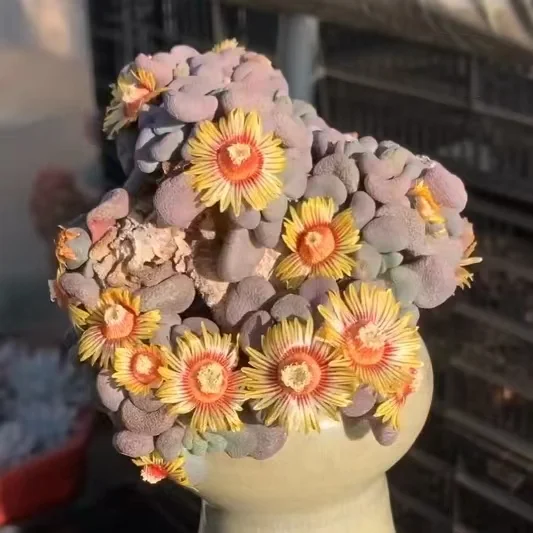 plant Aeonium Echeveria Haworthia  Caudex  Lithops Cactus  Agave 