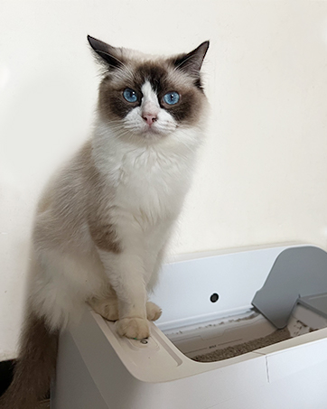 Self Cleaning Cat Litter Box
