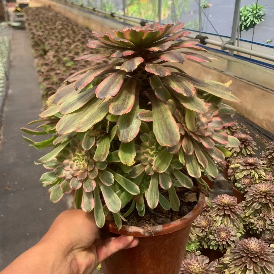 plant Aeonium Echeveria Haworthia  Caudex  Lithops Cactus  Agave 