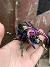 Clockwork beetle toy insect beetle simulation animal rhinoceros beetle electroplating mechanical model