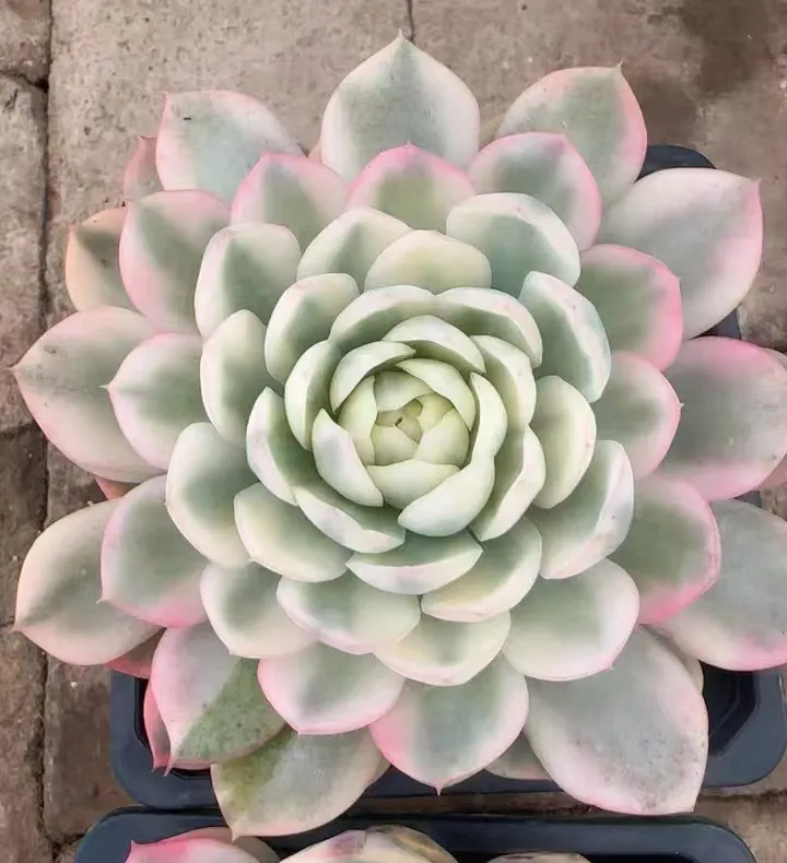 plant Aeonium Echeveria Haworthia  Caudex  Lithops Cactus  Agave 