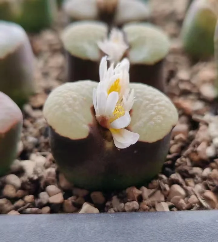 853.  Banke caroil single head 1.5-2cm / Lithops and Conophytum  /  Succulent plants / Garden landscape / Carefully select healthy plants