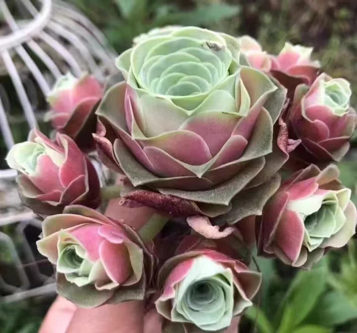 plant Aeonium Echeveria Haworthia  Caudex  Lithops Cactus  Agave 