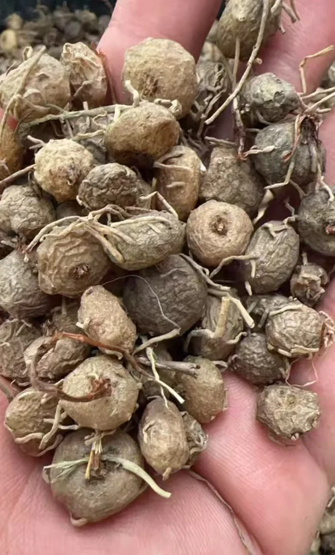 plant Aeonium Echeveria Haworthia  Caudex  Lithops Cactus  Agave 