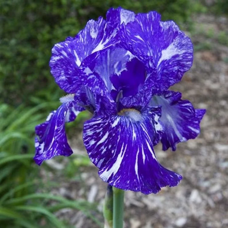 IRIS &lsquo;Batik&rsquo; &ndash; Iris &ndash; Tall Bearded