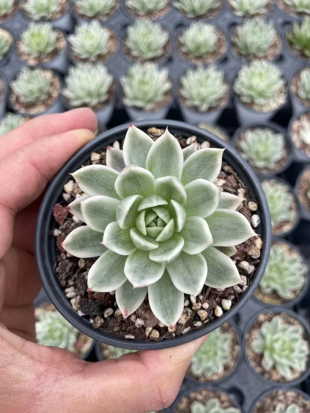 plant Aeonium Echeveria Haworthia  Caudex  Lithops Cactus  Agave 