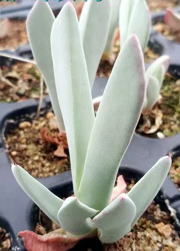 plant Aeonium Echeveria Haworthia  Caudex  Lithops Cactus  Agave 