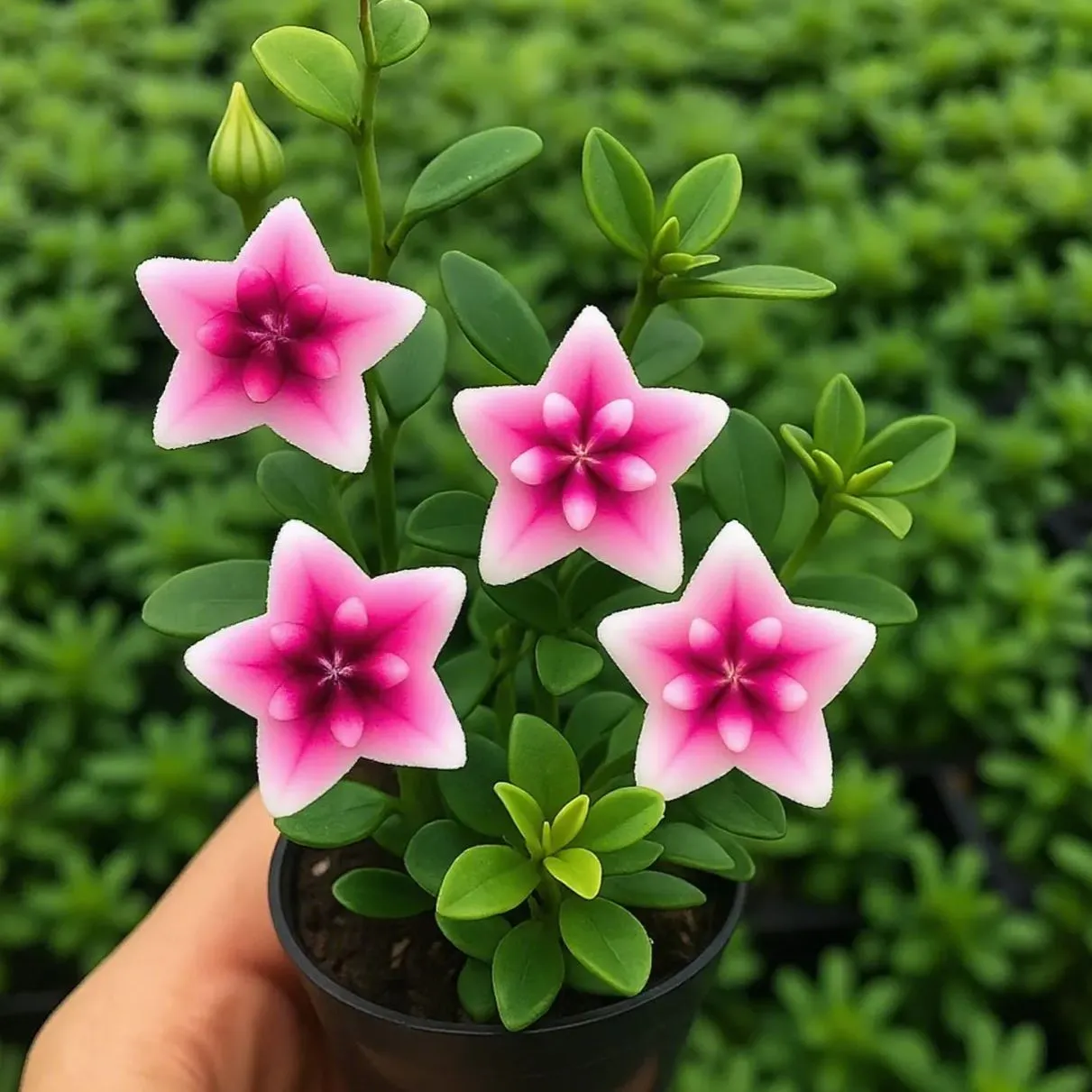 ⭐ Hoya Bulbs – Exotic Beauty that Lasts Indoors & Out⭐