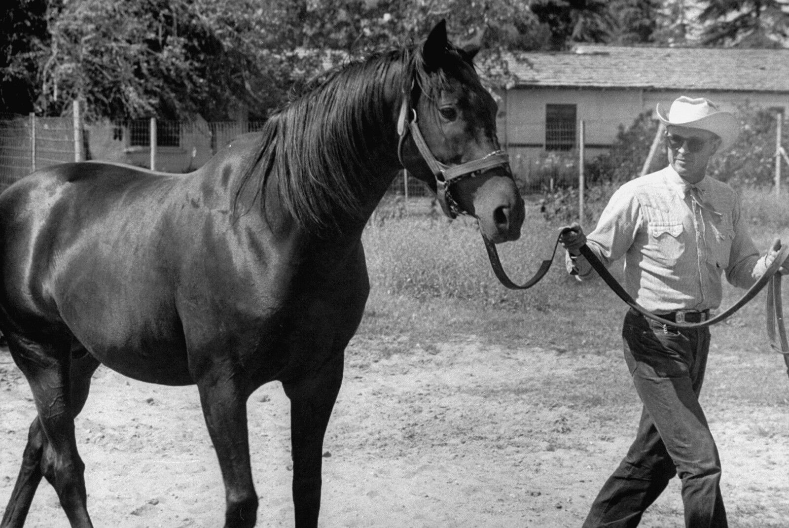 1955 Meshach Tenney Swap Kentucky Derby Horse Racing 8x10 Photo Poster painting Willie Shoemaker