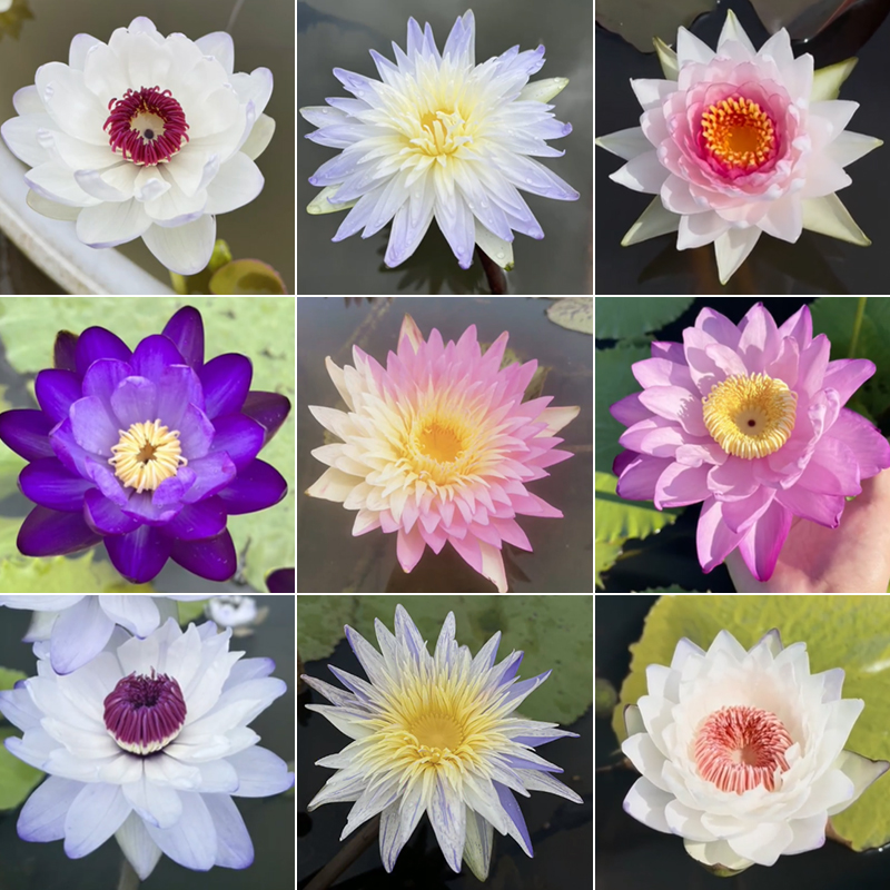 Rare Water Lilys (Self-cultivated) Jonyparkseed®