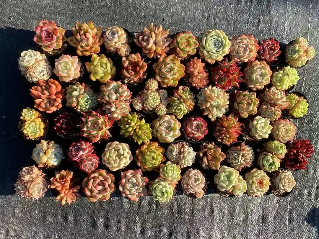 1009.Succulent blind box /Succulent plants / Garden landscape / Carefully select healthy plants