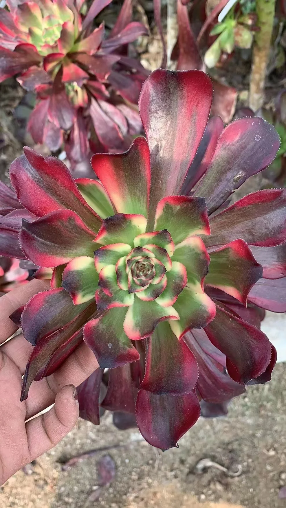 plant Aeonium Echeveria Haworthia  Caudex  Lithops Cactus  Agave 