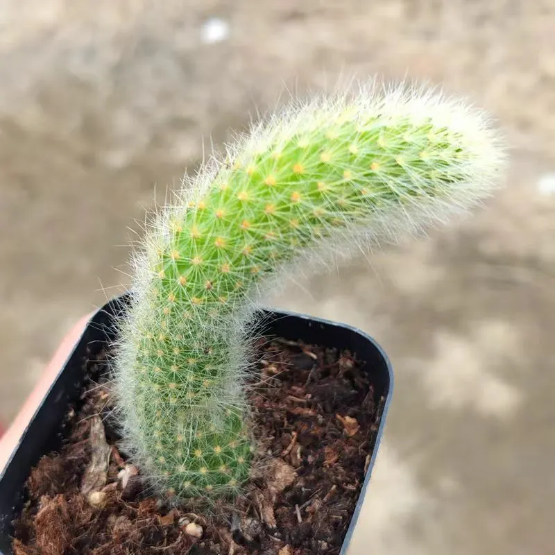 plant Aeonium Echeveria Haworthia  Caudex  Lithops Cactus  Agave 