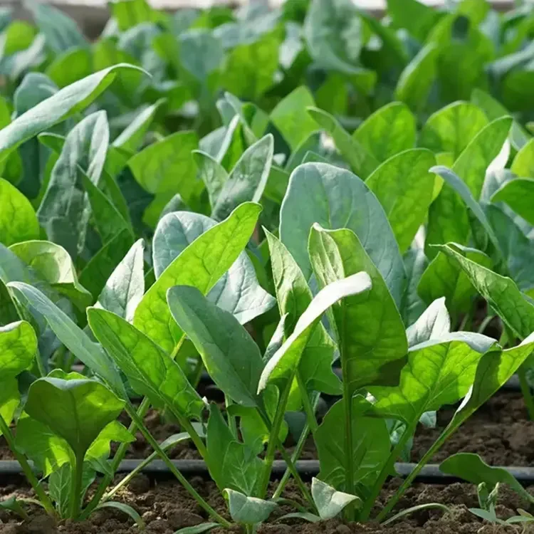 Spinach In The Snow Seeds