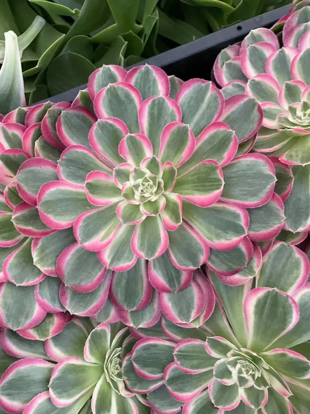 plant Aeonium Echeveria Haworthia  Caudex  Lithops Cactus  Agave 