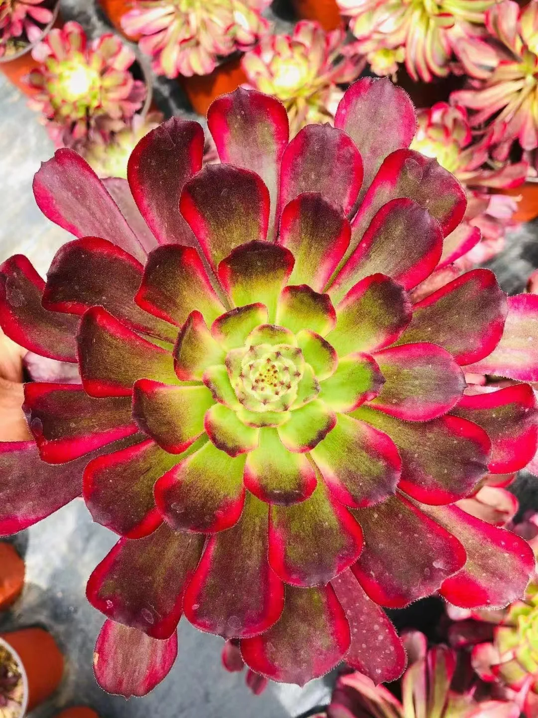 plant Aeonium Echeveria Haworthia  Caudex  Lithops Cactus  Agave 