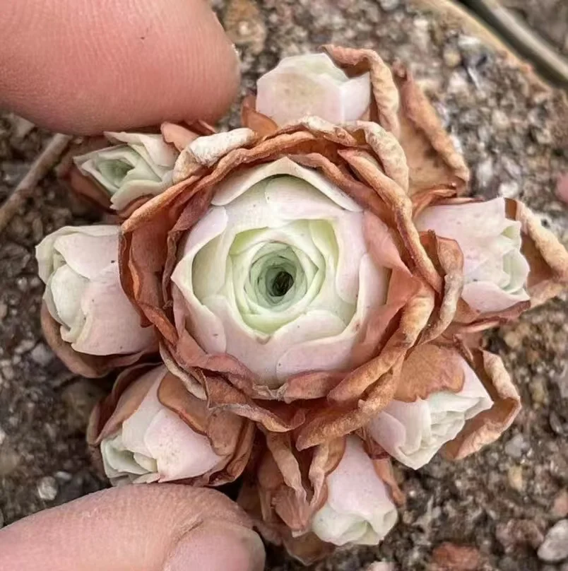 plant Aeonium Echeveria Haworthia  Caudex  Lithops Cactus  Agave 