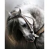 Horse - 11CT Counted Cross Stitch - 36*46cm - Animal