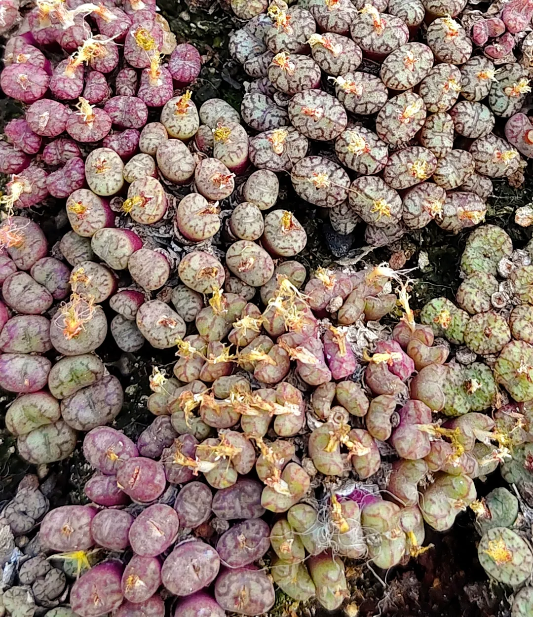 plant Aeonium Echeveria Haworthia  Caudex  Lithops Cactus  Agave 