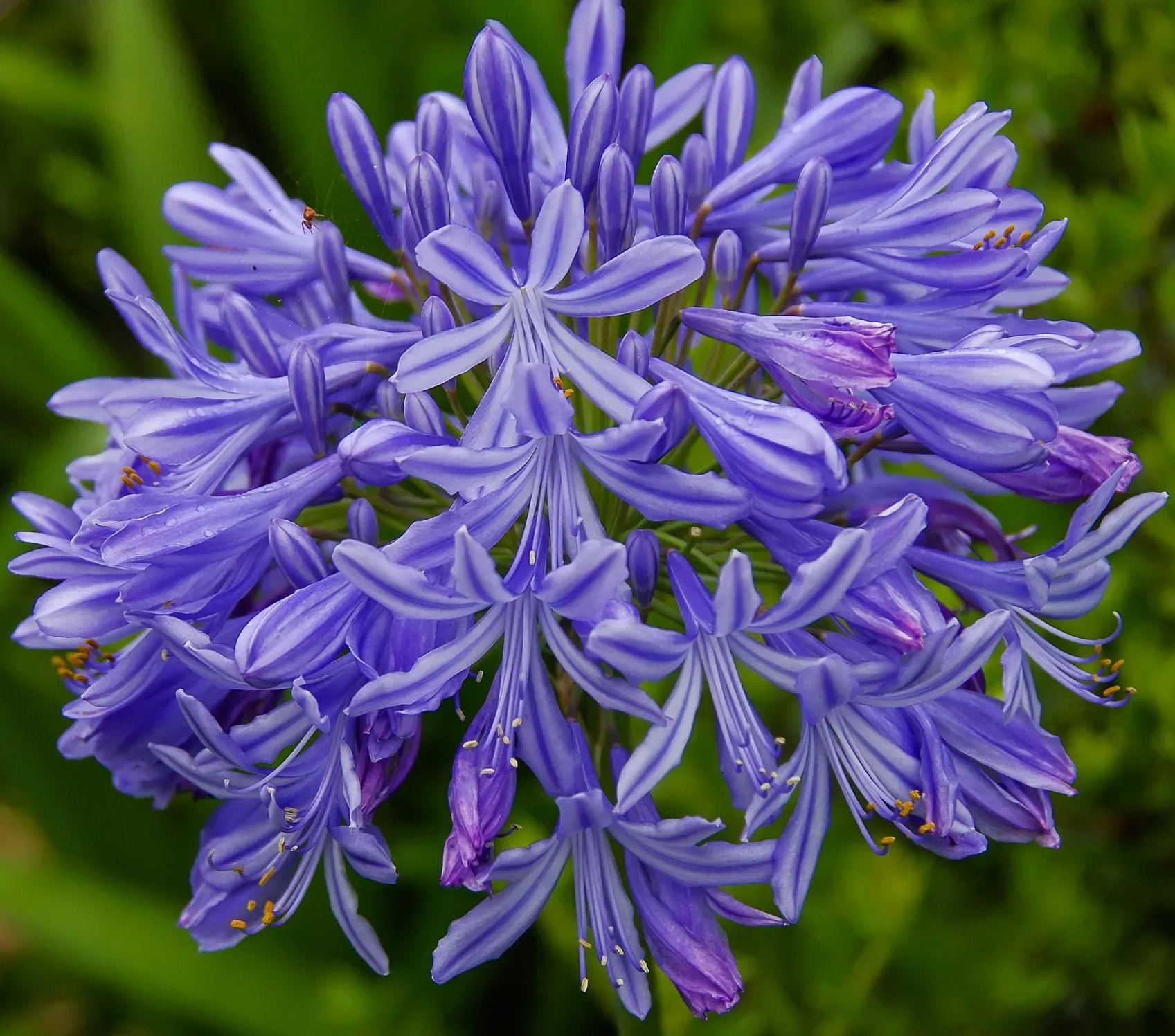 Agapanthus africanus 'Black Buddhist' Jonyparkseed®