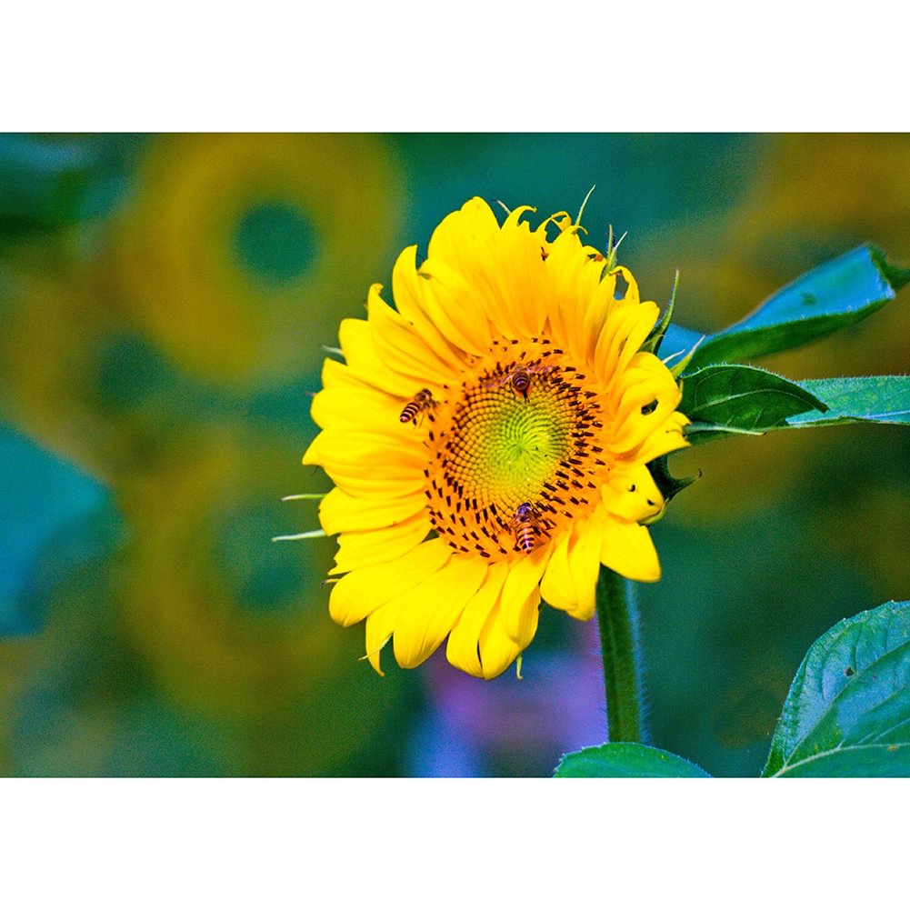 Sunflower  - Full Round - Diamond Painting