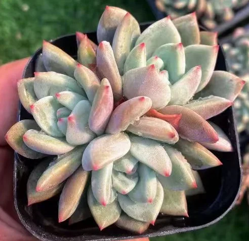 plant Aeonium Echeveria Haworthia  Caudex  Lithops Cactus  Agave 