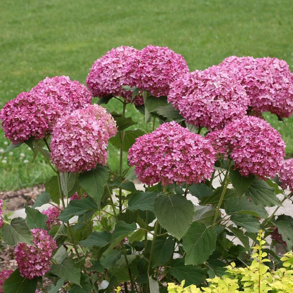 Hydrangea Seed: Beautiful, reunion and gratitude