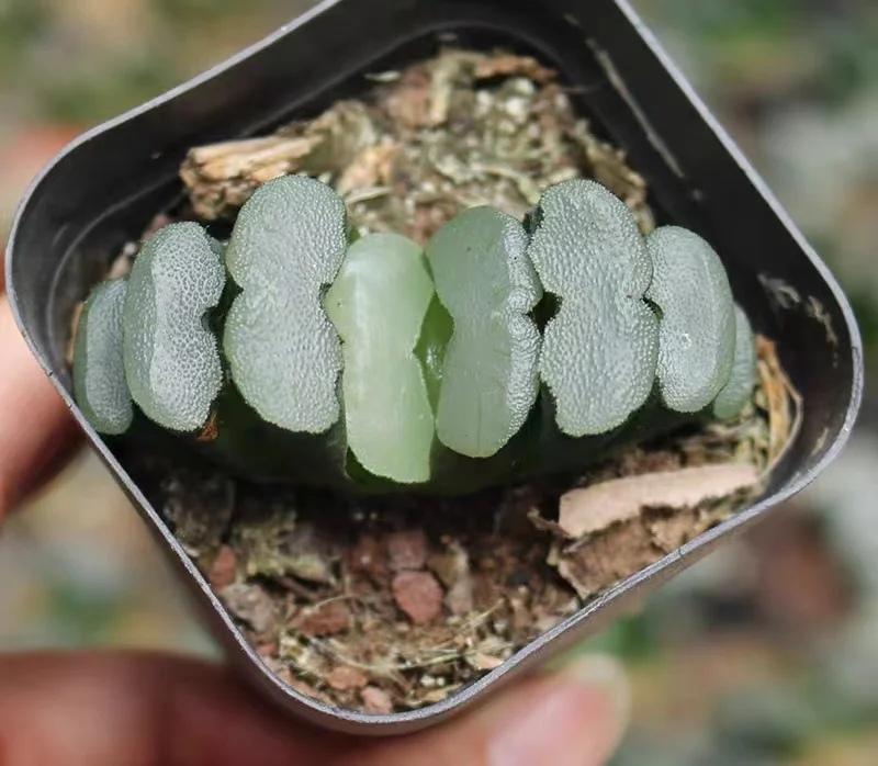 hts13.Haworthia Hakuji Lens 3-4cm/ Haworthia/ Succulent plants / Garden landscape / Carefully select healthy plants